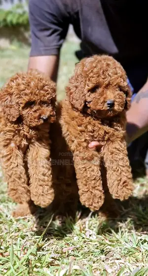 1-3 months Male Purebred Poodle