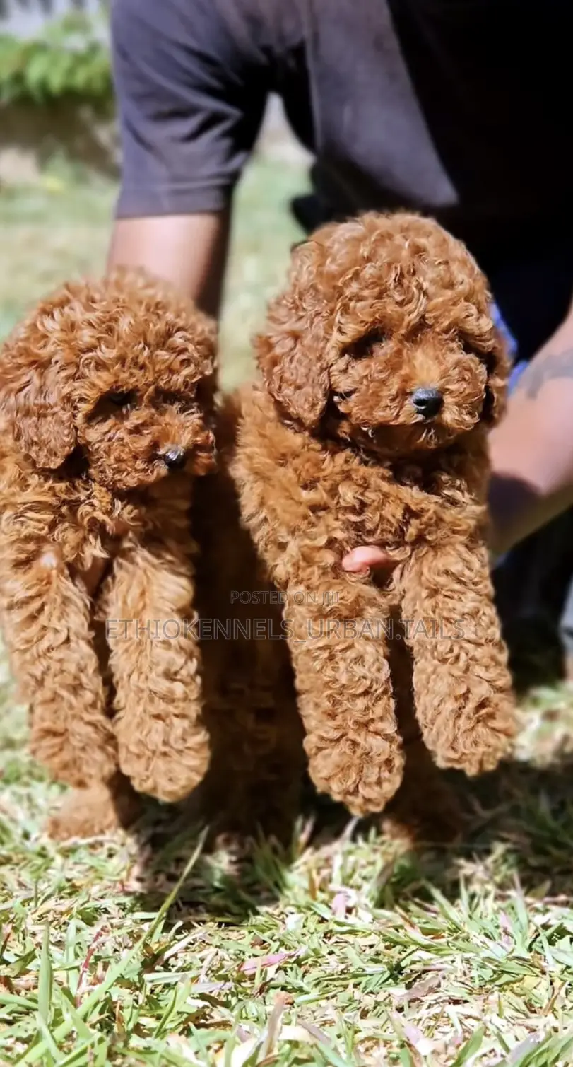 1-3 months Male Purebred Poodle