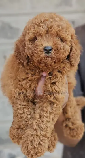 1-3 months Male Purebred Poodle