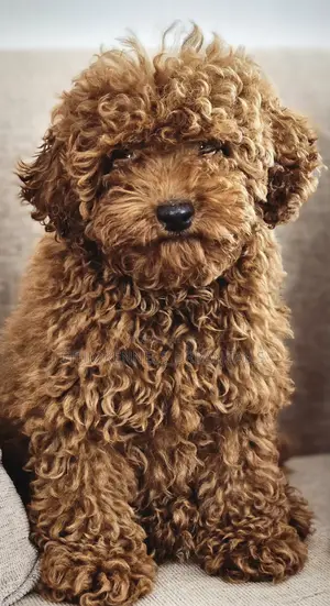 1-3 months Male Purebred Poodle