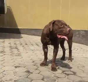 6-12 months Male Purebred American Pit Bull Terrier