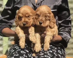 1-3 months Male Purebred Cocker Spaniel
