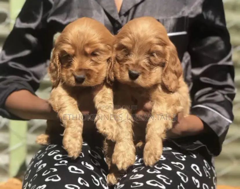 1-3 months Male Purebred Cocker Spaniel