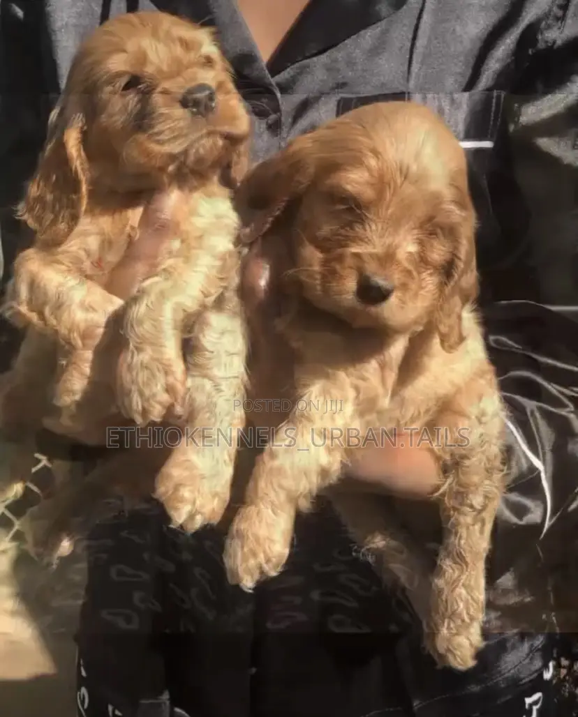 1-3 months Male Purebred Cocker Spaniel