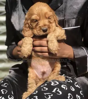 1-3 months Male Purebred Cocker Spaniel