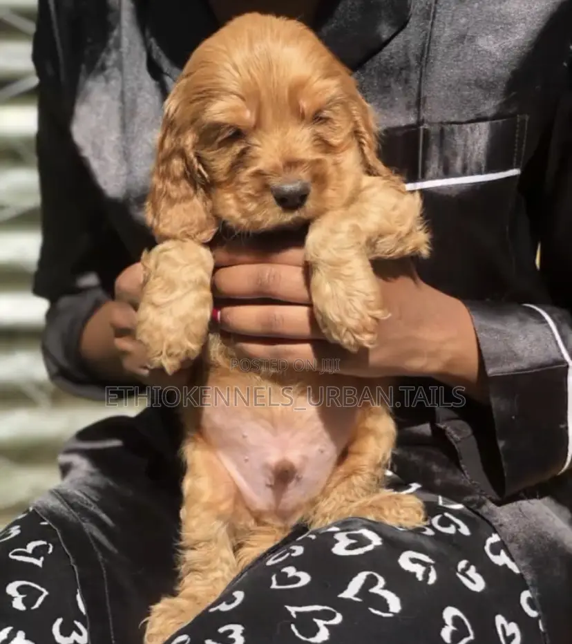 1-3 months Male Purebred Cocker Spaniel