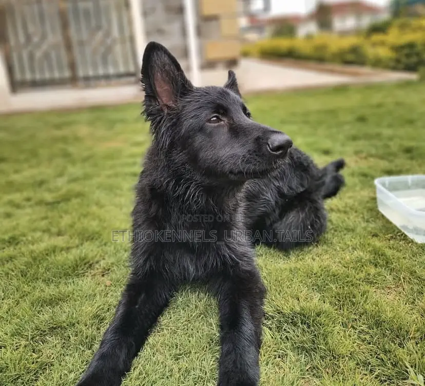 3-6 months Female Purebred German Shepherd
