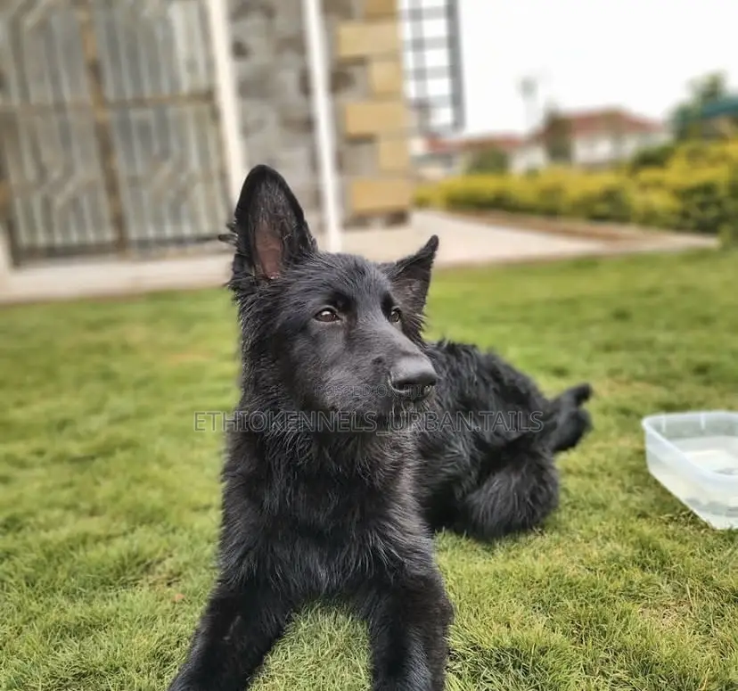 3-6 months Female Purebred German Shepherd