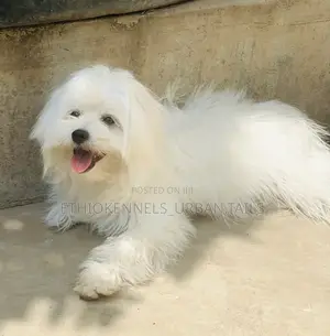 3-6 months Male Purebred Maltese