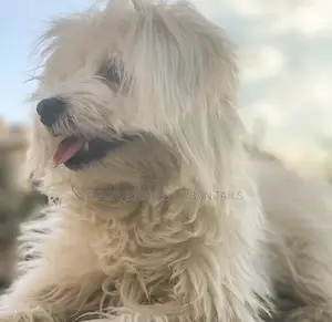 3-6 months Male Purebred Maltese