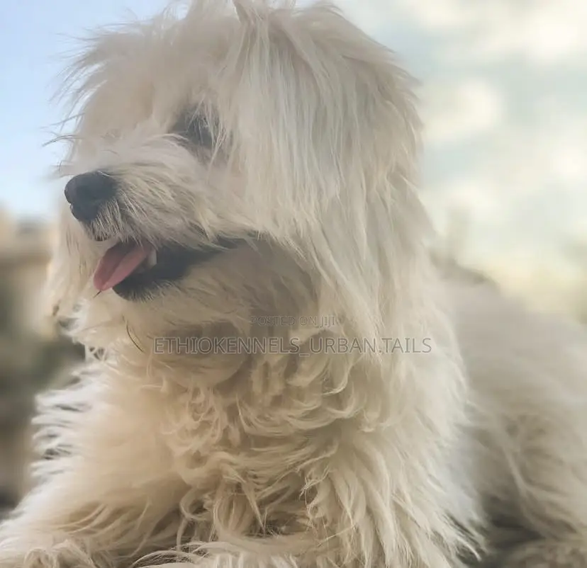 3-6 months Male Purebred Maltese