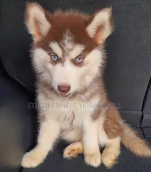 1-3 months Female Purebred Siberian Husky
