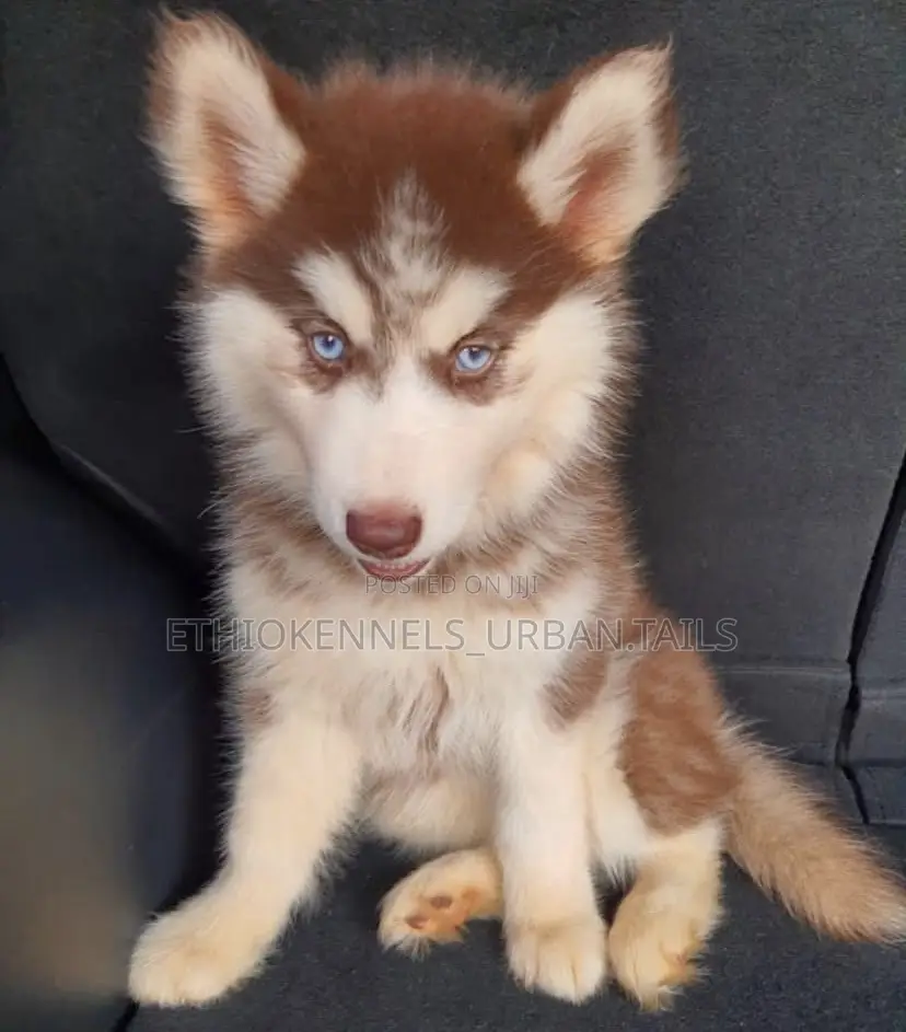 1-3 months Female Purebred Siberian Husky