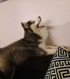 1-3 months Female Purebred Siberian Husky