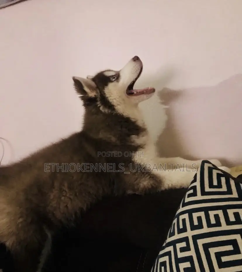 1-3 months Female Purebred Siberian Husky