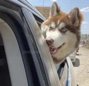 1-3 months Male Purebred Siberian Husky