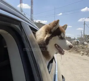 1-3 months Male Purebred Siberian Husky