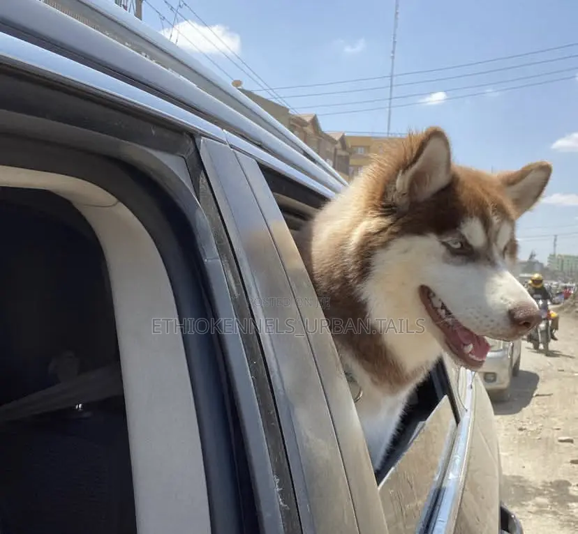 1-3 months Male Purebred Siberian Husky