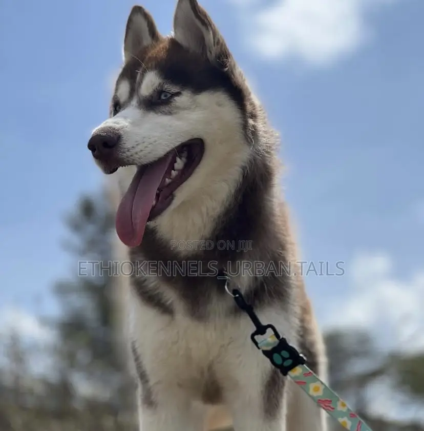 6-12 months Male Purebred Siberian Husky
