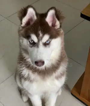6-12 months Male Purebred Siberian Husky