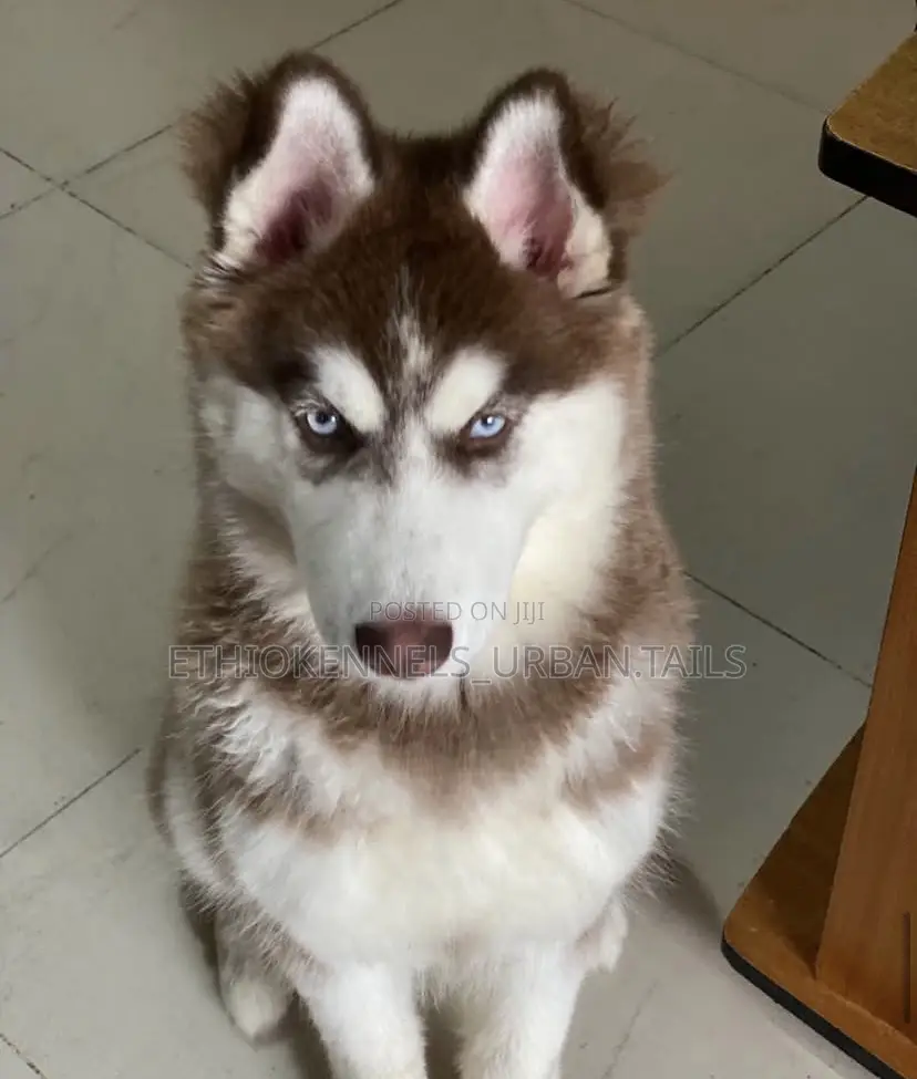 6-12 months Male Purebred Siberian Husky