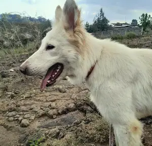 6-12 months Female Purebred German Shepherd