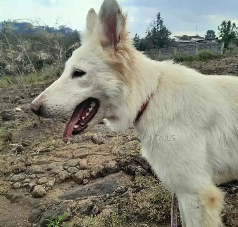 6-12 months Female Purebred German Shepherd