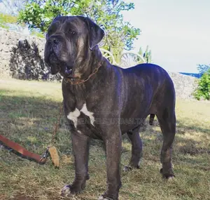 1+ year Male Purebred Boerboel