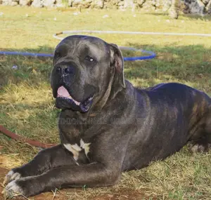 1+ year Male Purebred Boerboel