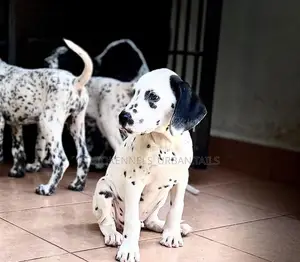 1-3 months Female Purebred Dalmatian