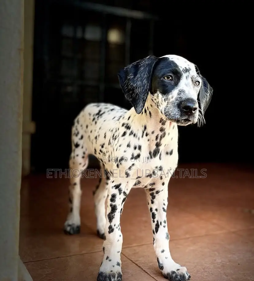 1-3 months Female Purebred Dalmatian