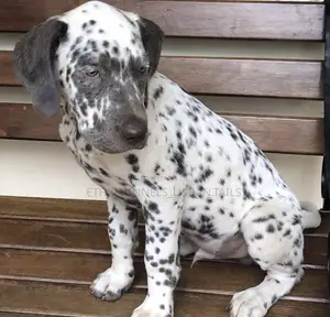 1-3 months Male Purebred Dalmatian