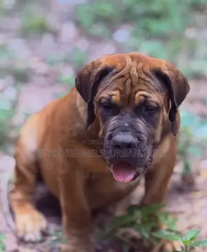3-6 months Male Purebred Boerboel