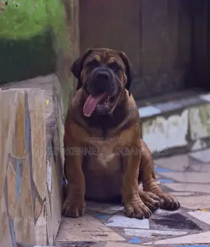 3-6 months Male Purebred Boerboel