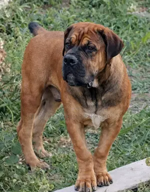 3-6 months Male Purebred Boerboel