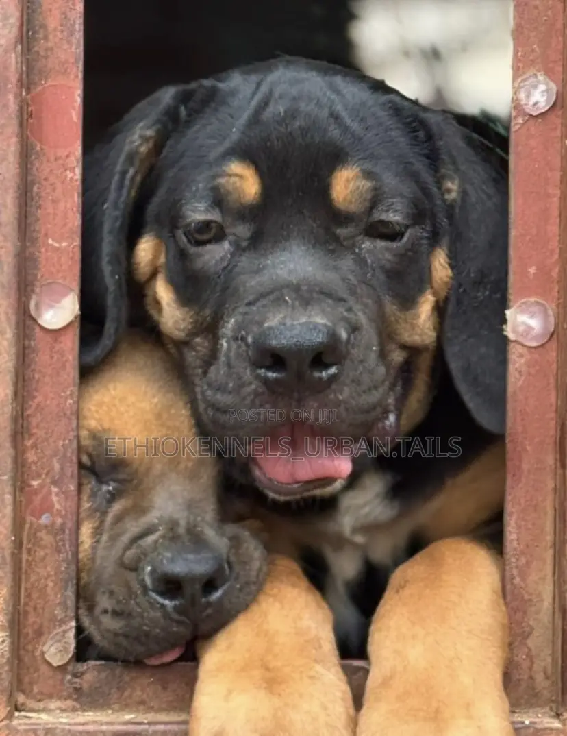 1-3 months Male Purebred Boerboel