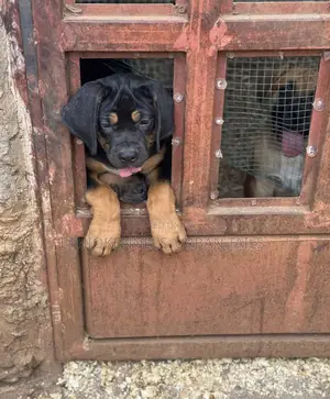1-3 months Male Purebred Boerboel