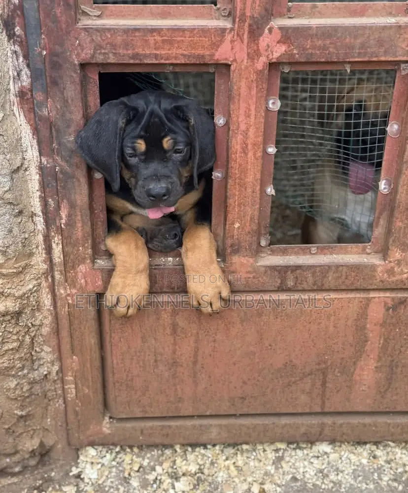 1-3 months Male Purebred Boerboel