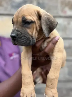 1-3 months Male Purebred Boerboel