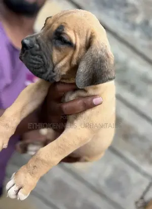 1-3 months Male Purebred Boerboel