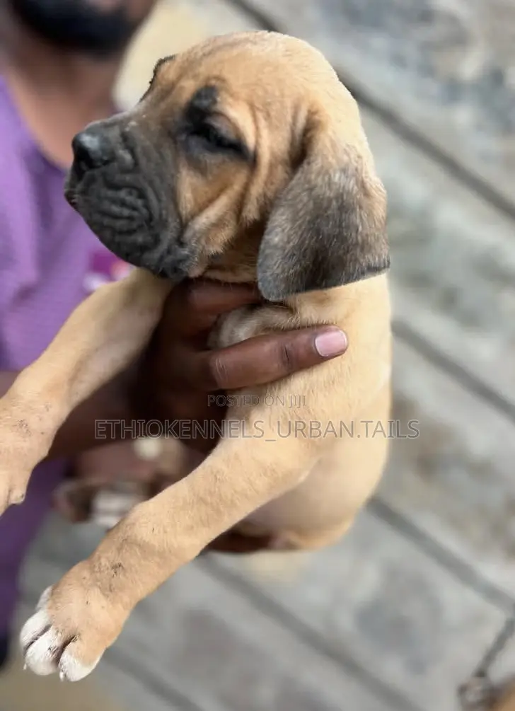 1-3 months Male Purebred Boerboel