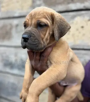 1-3 months Male Purebred Boerboel