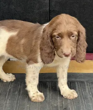 1-3 months Male Purebred English Springer Spaniel