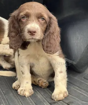 1-3 months Male Purebred English Springer Spaniel