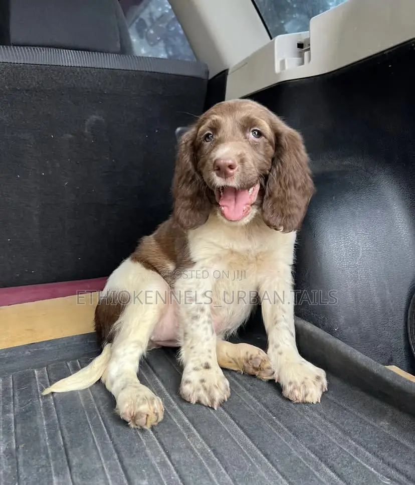 1-3 months Male Purebred English Springer Spaniel