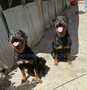 1+ year Male Purebred Rottweiler