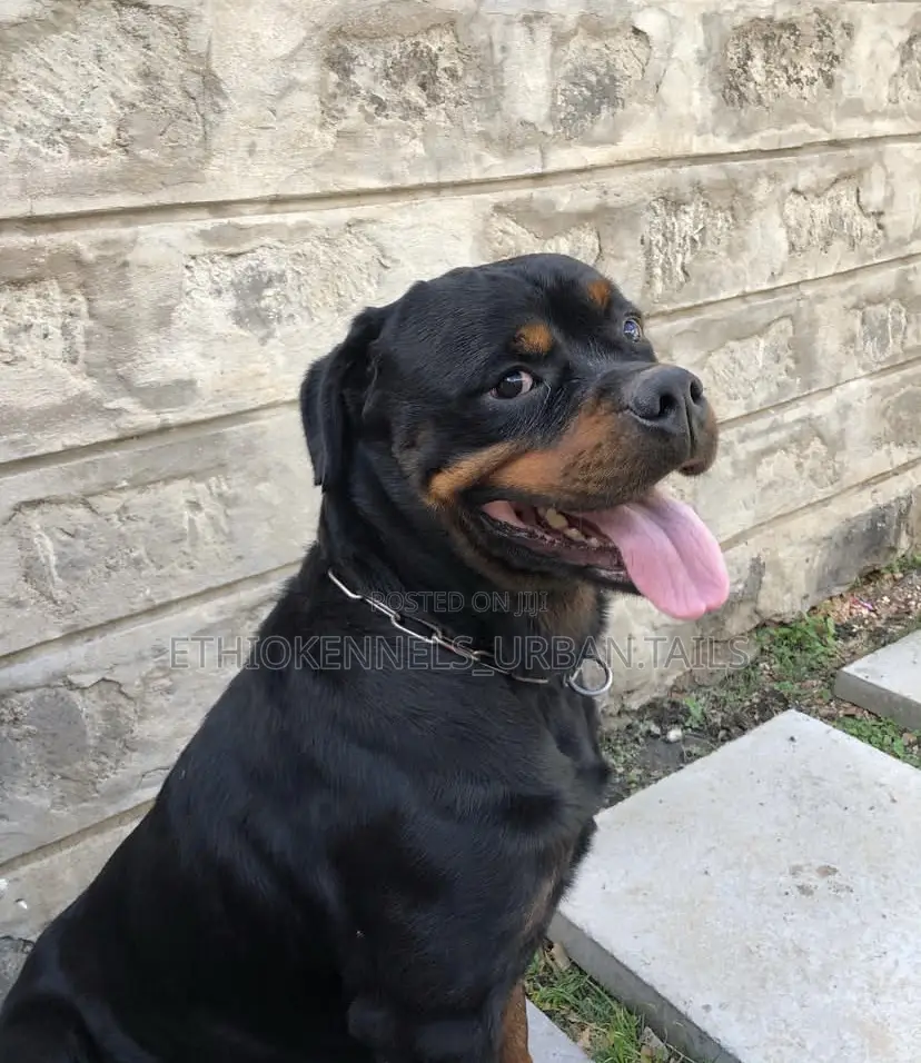 1+ year Male Purebred Rottweiler