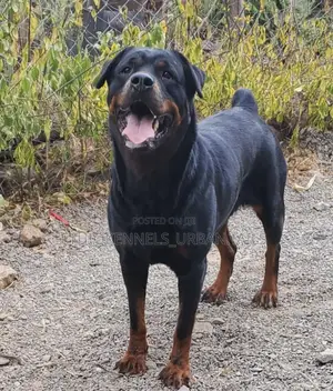 1+ year Male Purebred Rottweiler