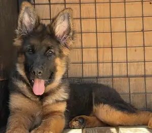1-3 months Male Purebred German Shepherd