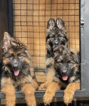 1-3 months Male Purebred German Shepherd